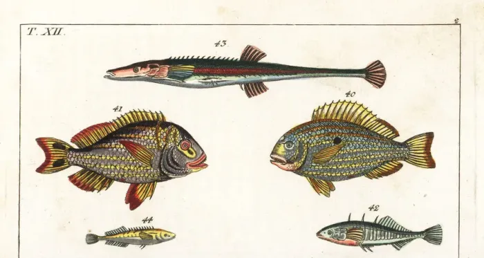 Framed Print : Western Atlantic seabream, porkfish and sticklebacks Framed Print : Western Atlantic seabream, porkfish and sticklebacks