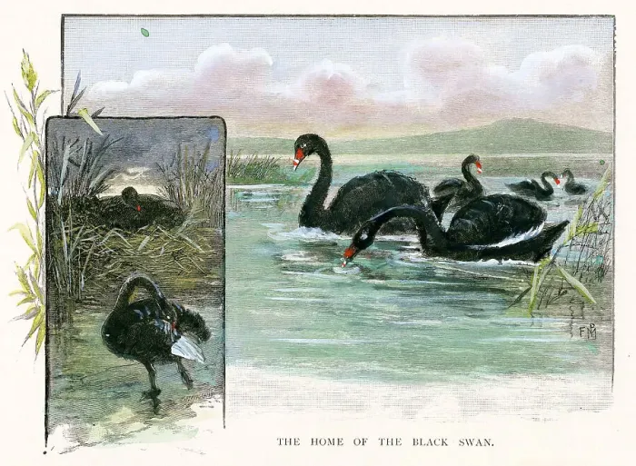 Framed Print : Western Australia - Home of The Black Swan Framed Print : Western Australia - Home of The Black Swan