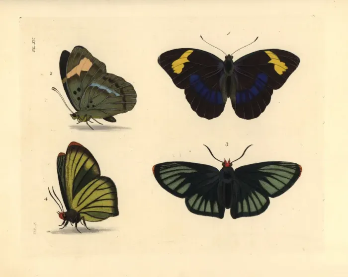 Framed Print : Western blue-banded forester and African giant skipper Framed Print : Western blue-banded forester and African giant skipper