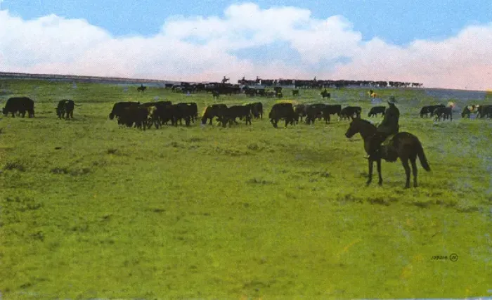 Framed Print : Western Canada - Cattle Ranch Framed Print : Western Canada - Cattle Ranch