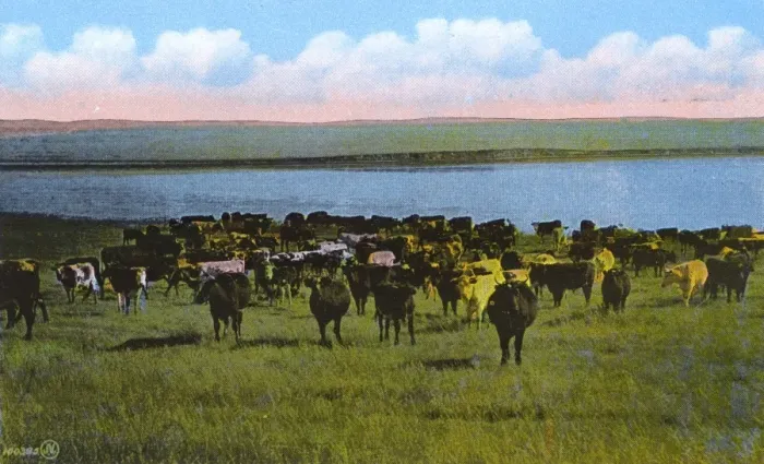Framed Print : Western Canada - Cattle Ranch Framed Print : Western Canada - Cattle Ranch