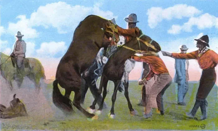 Framed Print : Western Canada - Cowboy saddling an outlaw Framed Print : Western Canada - Cowboy saddling an outlaw