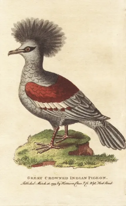 Framed Print : Western crowned pigeon, Goura coronata Framed Print : Western crowned pigeon, Goura coronata