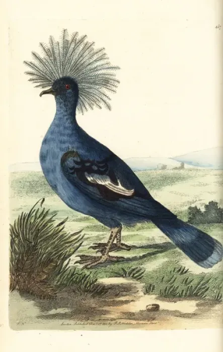 Framed Print : Western crowned pigeon, Goura cristata Vulnerable Framed Print : Western crowned pigeon, Goura cristata Vulnerable