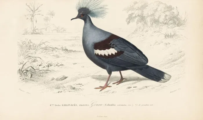 Framed Print : Western crowned pigeon, Goura cristata (vulnerable) Framed Print : Western crowned pigeon, Goura cristata (vulnerable)