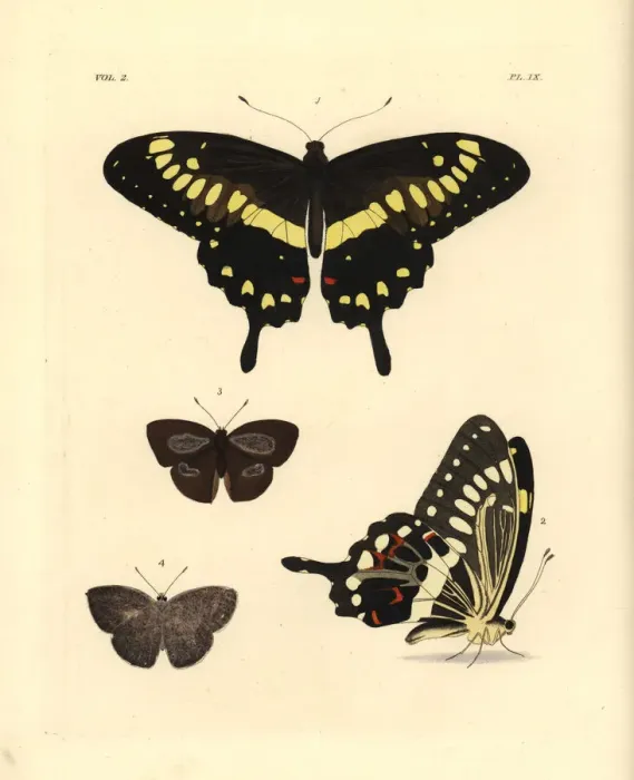 Framed Print : Western emperor swallowtail and Indian sunbeam Framed Print : Western emperor swallowtail and Indian sunbeam