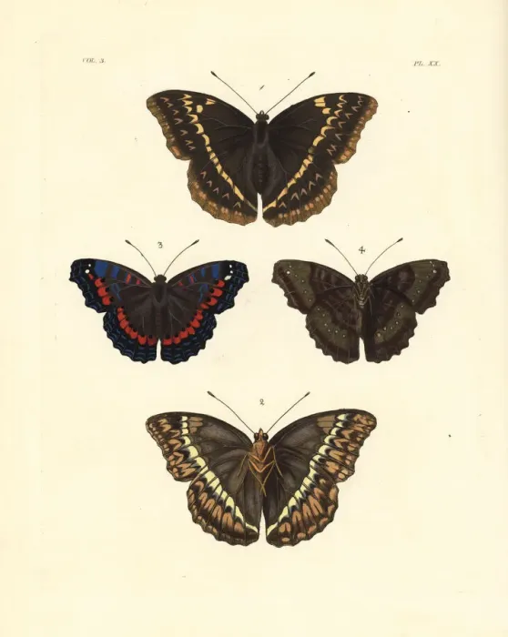 Framed Print : Western glider and gaudy commodore butterfly Framed Print : Western glider and gaudy commodore butterfly