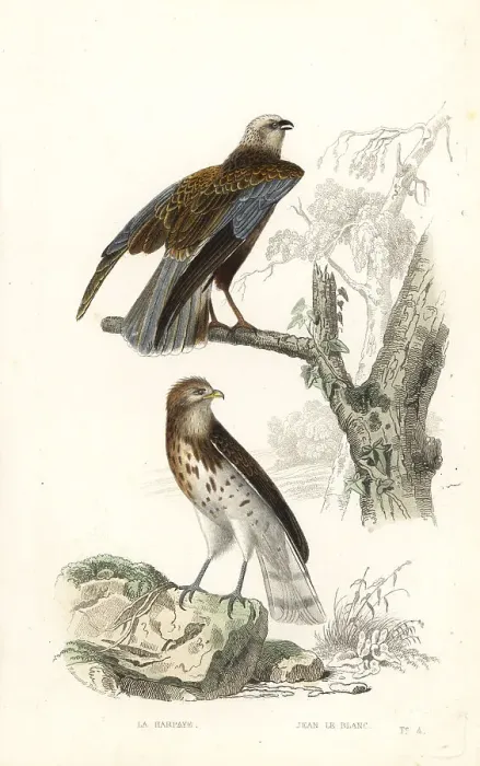 Framed Print : Western marsh harrier and short-toed snake eagle Framed Print : Western marsh harrier and short-toed snake eagle