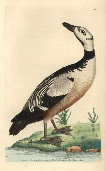 Framed Print : Western, variegated duck or Stellers eider Framed Print : Western, variegated duck or Stellers eider