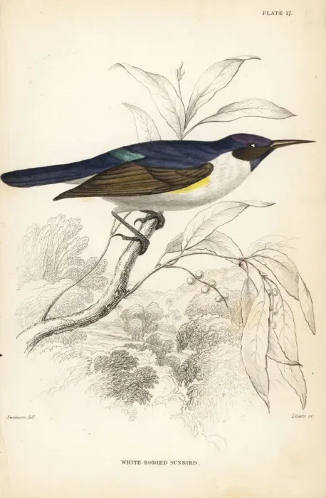 Framed Print : Western violet-backed sunbird, Anthreptes longuemarei Framed Print : Western violet-backed sunbird, Anthreptes longuemarei