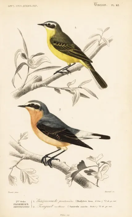 Framed Print : Western yellow wagtail, Motacilla flava Framed Print : Western yellow wagtail, Motacilla flava