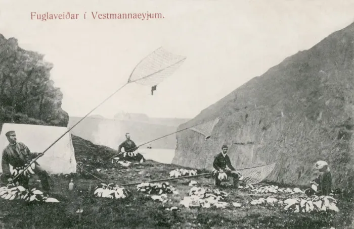 Framed Print : Westman Islands, Iceland - Puffin Catching. Date: circa 1903 Framed Print : Westman Islands, Iceland - Puffin Catching. Date: circa 1903
