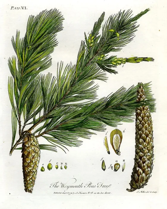 Framed Print : Weymouth Pine Tree Framed Print : Weymouth Pine Tree