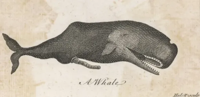 Framed Print : A Whale of 1763 Framed Print : A Whale of 1763