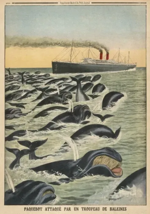 Framed Print : Whale Attacks Liner Framed Print : Whale Attacks Liner
