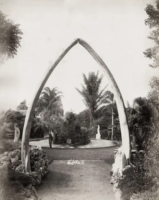 Framed Print : Whale bone arch, Botanical Gardens, Brisbane, Australia Framed Print : Whale bone arch, Botanical Gardens, Brisbane, Australia