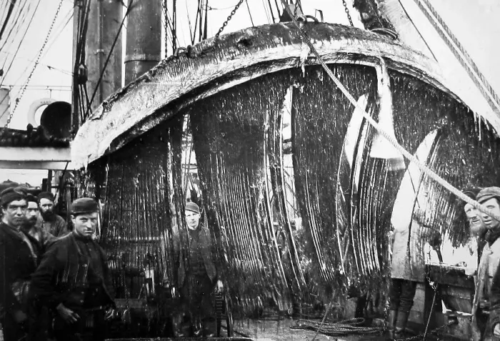 Framed Print : Whale bone, Whaling ship, Greenland Framed Print : Whale bone, Whaling ship, Greenland