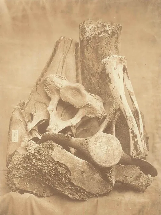 Framed Print : Whale bones from Spitzbergen Framed Print : Whale bones from Spitzbergen