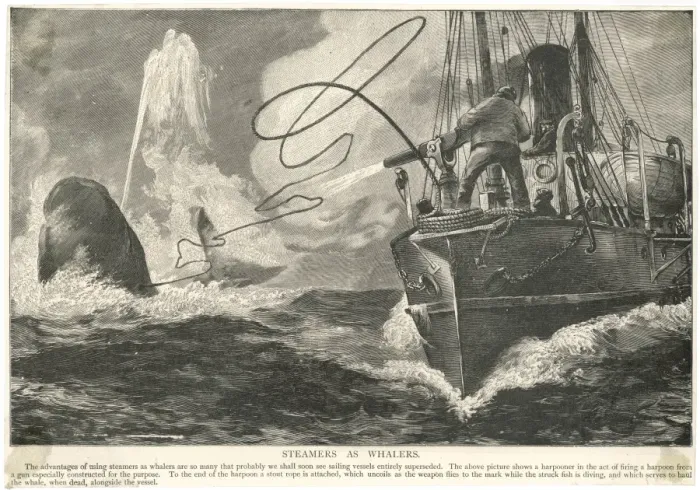 Framed Print : Whale and Steamship Framed Print : Whale and Steamship