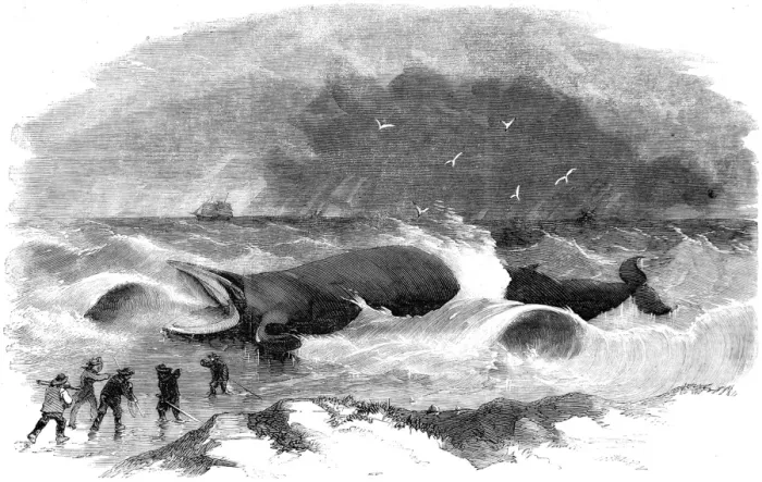 Framed Print : Whale Stranded at Winterton, Norfolk, 1857 Framed Print : Whale Stranded at Winterton, Norfolk, 1857