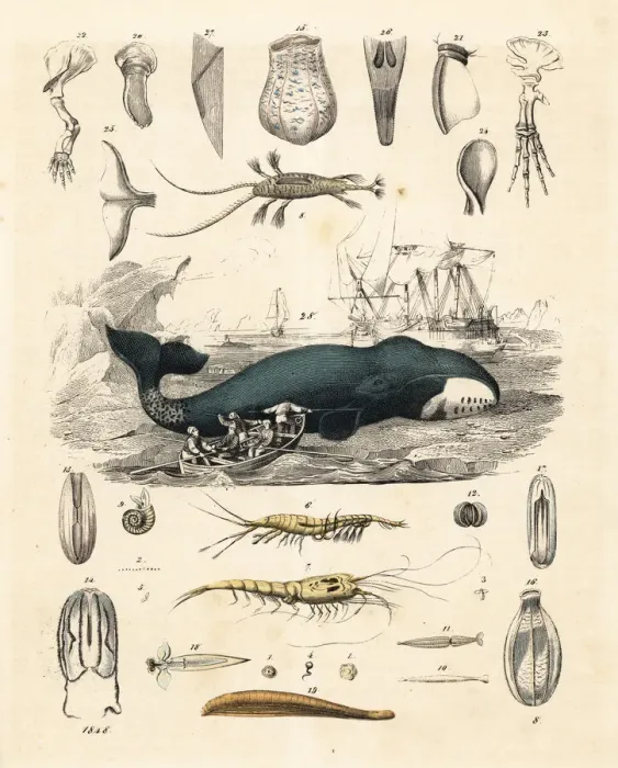 Framed Print : Whalers hunting a bowhead whale, Balaena mysticetus Framed Print : Whalers hunting a bowhead whale, Balaena mysticetus