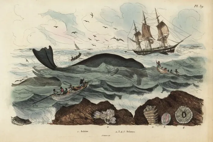 Framed Print : Whalers hunting a whale Framed Print : Whalers hunting a whale