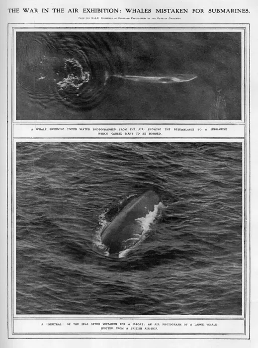 Framed Print : Whales mistaken for u-boats during WW1 Framed Print : Whales mistaken for u-boats during WW1
