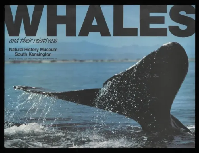 Framed Print : Whales and their relatives Framed Print : Whales and their relatives