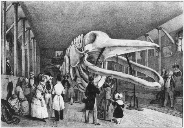 Framed Print : Whales Skeleton in Paris Framed Print : Whales Skeleton in Paris