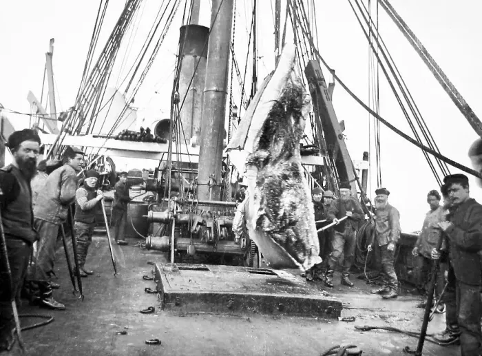 Framed Print : Whales tongue, whaling ship, Greenland Framed Print : Whales tongue, whaling ship, Greenland