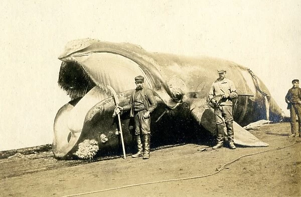 Whaling, South Georgia, 1912 (1) Date: 1912