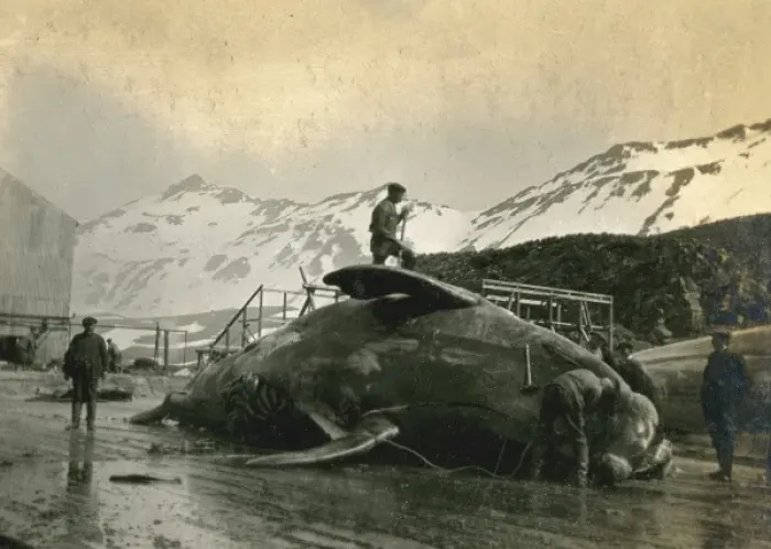 Framed Print : Whaling, South Georgia, 1912 (2). Date: 1912 Framed Print : Whaling, South Georgia, 1912 (2). Date: 1912