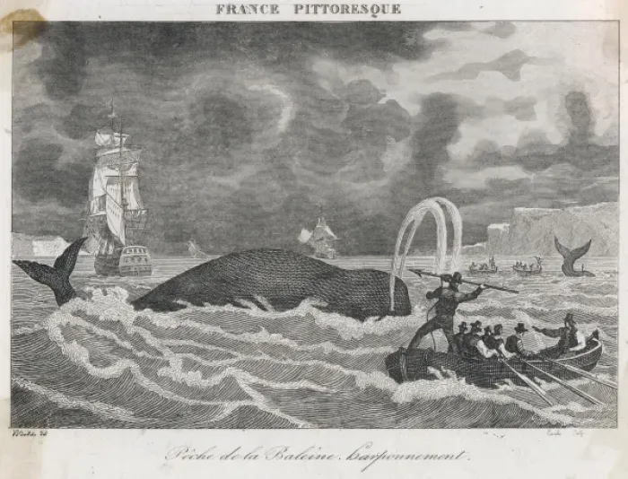 Framed Print : Whaling in Canada Framed Print : Whaling in Canada