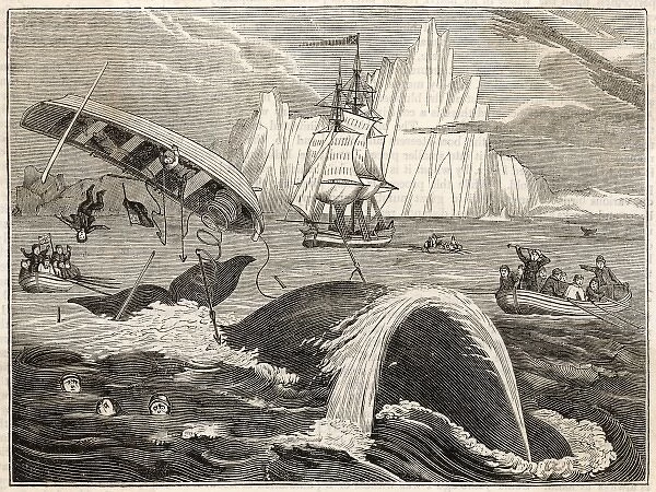 Whaling  /  Crew in Danger