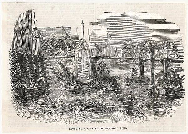 Whaling in Deptford
