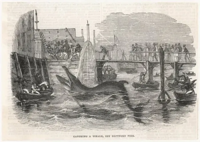 Framed Print : Whaling in Deptford Framed Print : Whaling in Deptford
