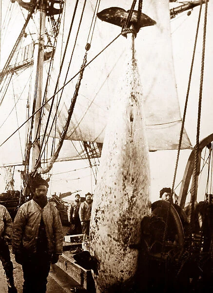Whaling ship in the Arctic