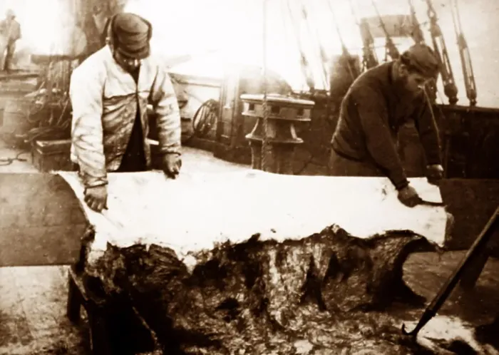 Framed Print : Whaling ship in the Arctic, skinning apolar bear Framed Print : Whaling ship in the Arctic, skinning apolar bear
