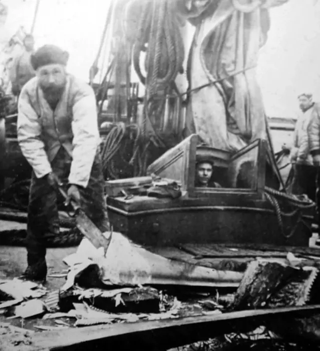 Framed Print : Whaling ship, removing the whalebone Framed Print : Whaling ship, removing the whalebone
