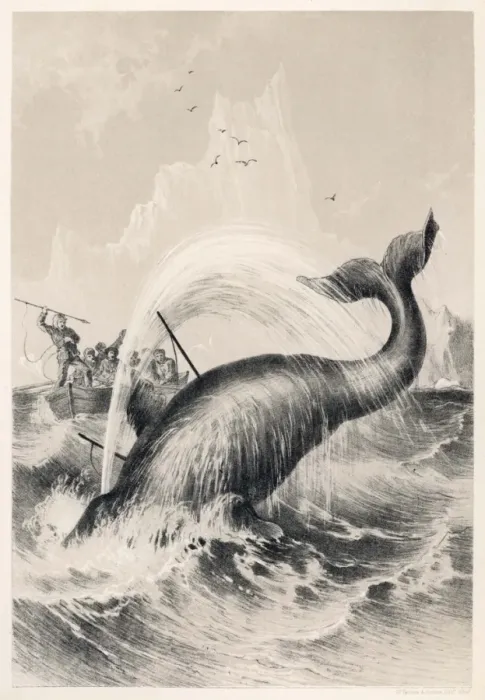 Framed Print : Whaling / Sir John Ross Framed Print : Whaling / Sir John Ross