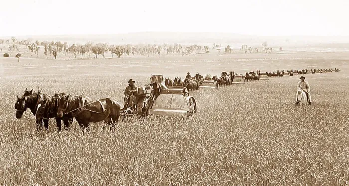 Framed Print : Wheat farming Wellington Australia New South Wales Framed Print : Wheat farming Wellington Australia New South Wales