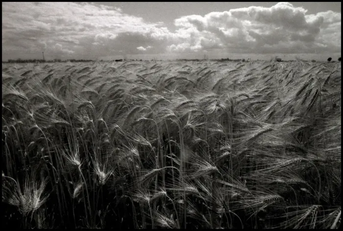 Framed Print : Wheat field Northern, France Framed Print : Wheat field Northern, France
