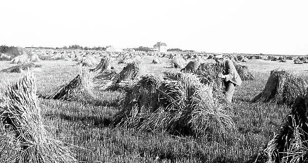 Wheat field, Prairies, Canada