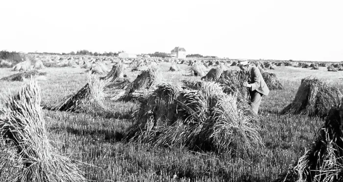 Framed Print : Wheat field, Prairies, Canada Framed Print : Wheat field, Prairies, Canada