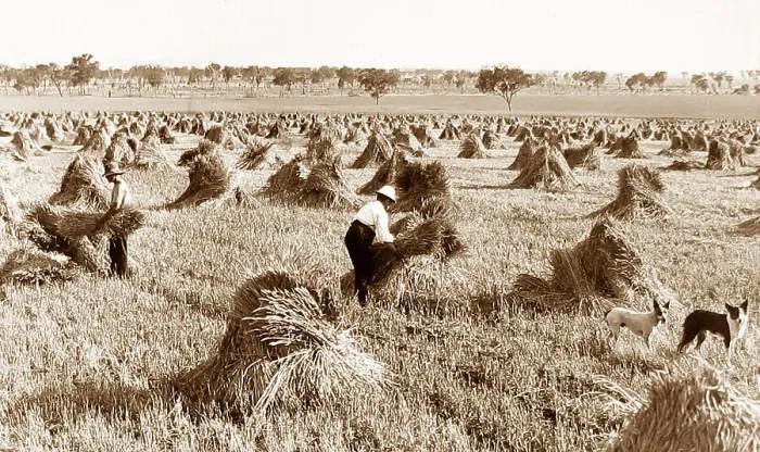 Framed Print : Wheat Harvest Narromine Australia New South Wales Framed Print : Wheat Harvest Narromine Australia New South Wales