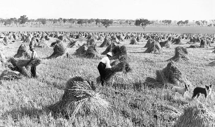Framed Print : Wheat harvest in Narromine, NSW, Australia Framed Print : Wheat harvest in Narromine, NSW, Australia