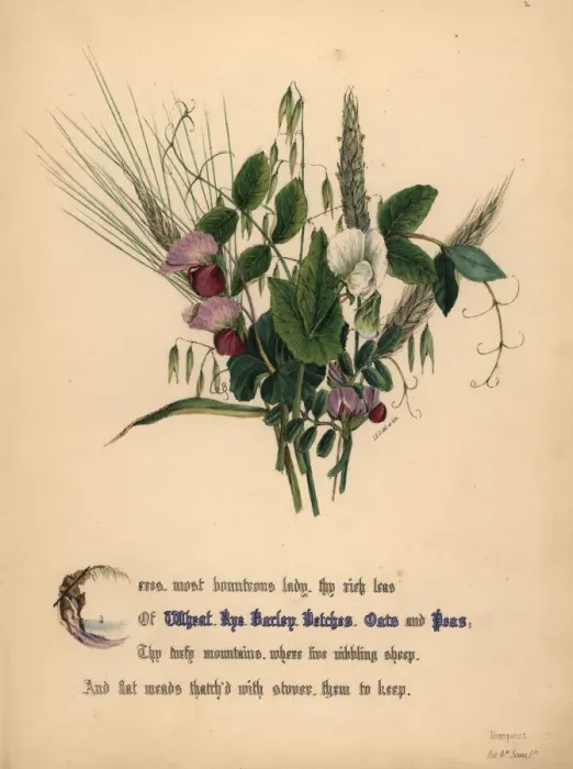 Framed Print : Wheat, rye, barley, vetcehs, oats and peas Framed Print : Wheat, rye, barley, vetcehs, oats and peas