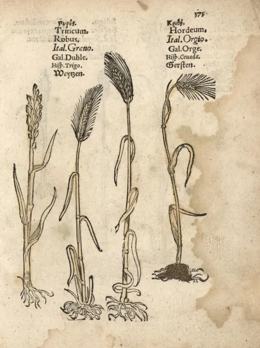 Framed Print : Wheat, Triticum aestivum, and barley, Hordeum vulgare Framed Print : Wheat, Triticum aestivum, and barley, Hordeum vulgare