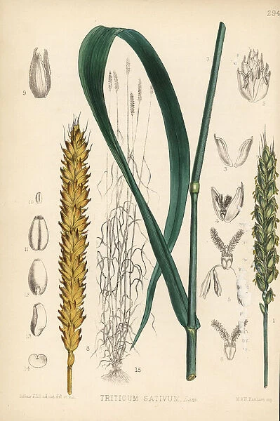 Wheat, Triticum sativum