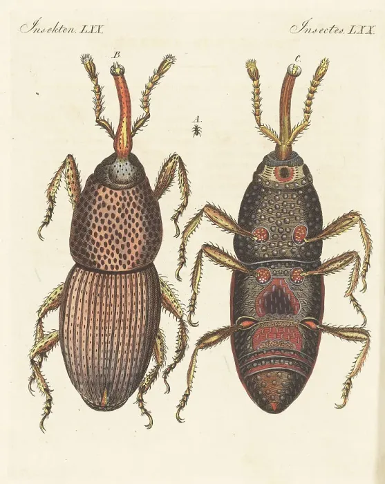 Framed Print : Wheat weevil, Sitophilus granarius Framed Print : Wheat weevil, Sitophilus granarius